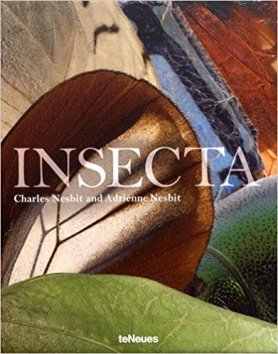 insecta